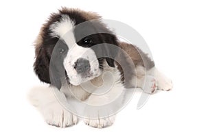 Adorable Saint Bernard Puppy Lying Down