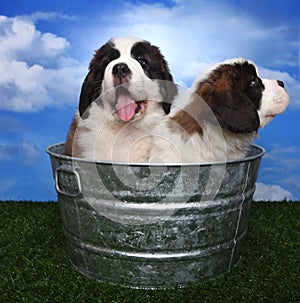 Adorable Saint Bernard Pups