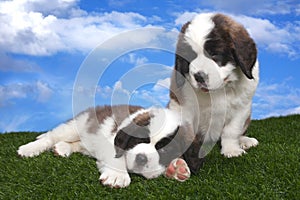 Adorable Saint Bernard Pups