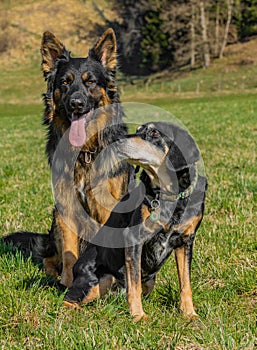 Adorable scene of a German shepherd and New Zealand Huntaway dogs resting together in the meadow