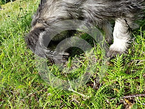 Adorable schnauser puppy