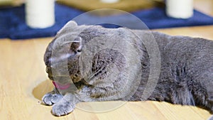 Adorable scottish fold cat grooming herself