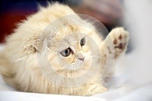 Adorable Scottish fold kitten close-up