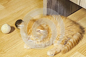 Adorable scottish fold kitten sleeping after playing