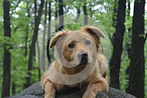 Adorable Scotty dog with its ears perked up