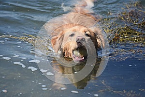 Adorable scotty swimming with a ball in its mouth