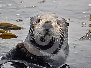 An adorable sea otter floating on his back