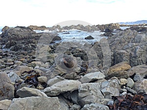 Adorable seal, pinniped sleeping on the rugged rocks at the sea coastline