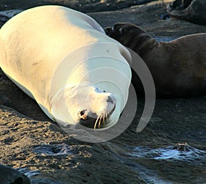 Adorable seal pup lying on the sand next to a cuddly companion