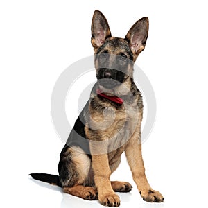 Adorable seated german shepard with red bowtie