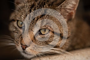 Adorable and serious tomcat