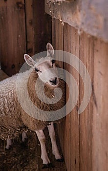 Adorable sheep near a picturesque wooden fence on the island of Martha's Vineyard