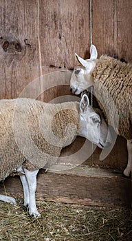 adorable sheep near a picturesque wooden fence on the island of Martha& x27;s Vineyard