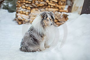 Adorable sheltie dog sitting on the white snow in the yard