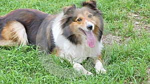 Adorable shetland sheepdog lying on grass with friendly expression, tongue hangs out in hot summer day, 4k footage, slow motion