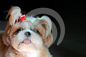 Adorable Shih Tzu dog stare at the camera