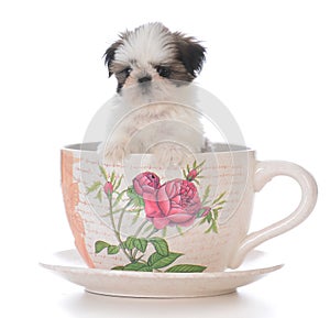 adorable shih tzu puppy in a tea cup