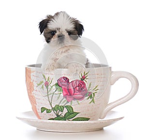 Adorable shih tzu puppy in a tea cup