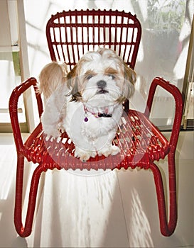 Adorable Shih Tzu standing on red chair