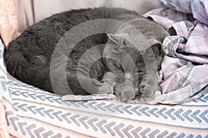 Adorable short-haired cat sleeping in a comfortable place. A pet Napping on a crumpled blanket