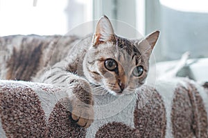 Adorable short haired tabby cat with green eyes is lying on a blanket near to the window, front view