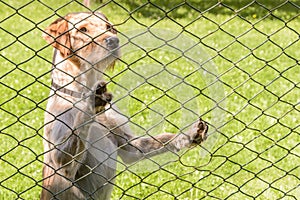 Adorable shot of a dog yearning to come across the fence