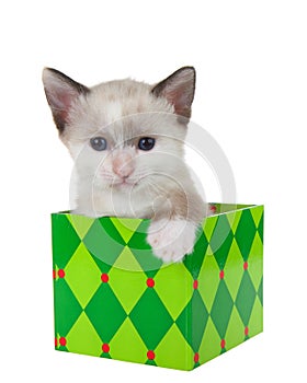 Adorable siamese kitten sitting in a Christmas present, isolated