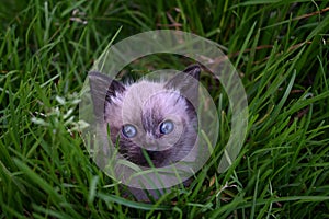 Adorable Siamese kitten with vivid blue eyes peeking out from the lush green grass