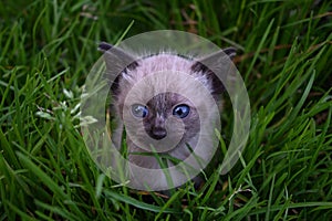 Adorable Siamese kitten with vivid blue eyes peeking out from the lush green grass