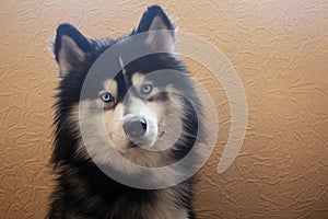 Adorable siberian husky sitting and looks at camera with his bright blue eyes.