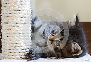 Adorable siberian kitten playing on the scratching post, brown t