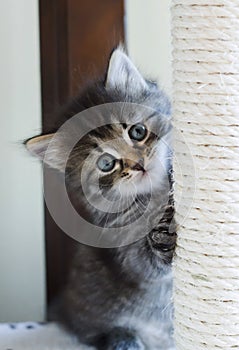 Adorable siberian kitten playing on the scratching post, brown t