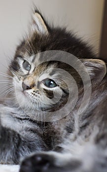 Adorable siberian kitten playing on the scratching post, brown t