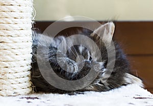 Adorable siberian kitten playing on the scratching post, brown t