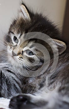 Adorable siberian kitten playing on the scratching post, brown t