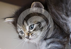 Adorable siberian kitten playing on the scratching post, brown t