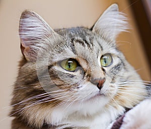 Adorable siberian kitten on the scratching post, brown tabby version with white