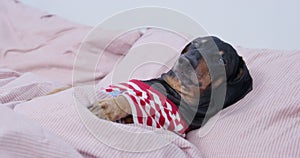 Adorable sick or tired dachshund dog is lying in bed under a blanket, trying to fall asleep. Pet needed care, so it