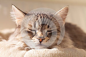 Adorable silver cat of siberian breed on a pillow