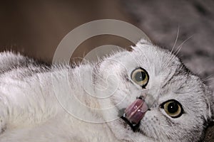 Adorable silver chinchilla Scottish fold cat