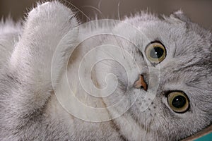 Adorable silver chinchilla Scottish fold cat