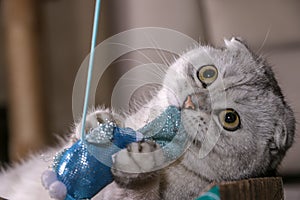 Adorable silver chinchilla Scottish fold cat