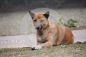 A dog has calmed down and is sitting on the street.