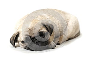 Adorable Sleeping Pug Puppy