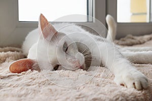 Adorable sleepy white cat with green eyes is resting on a pink blanket near to the window.