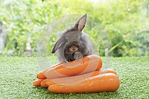 Adorable small baby brown black rabbit bunny sitting with front orange pile fresh carrot on green grass on bokeh nature background