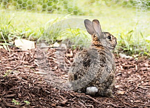 Adorable small brown and gray bunny rabbit in the garden with back turned showing cotton tail