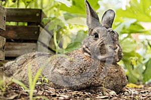 Adorable small brown and gray bunny rabbit relaxes in the garden