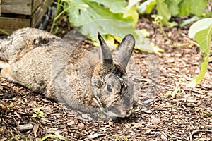 Adorable small brown and gray bunny rabbit relaxes in the garden