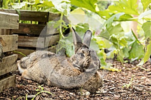 Adorable small brown and gray bunny rabbit relaxes in the garden